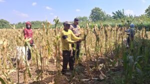 Dukung Ketahanan Pangan, Polsek Kalitidu Dampingi Petani Memasuki Masa Panen Jagung